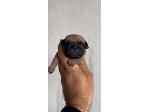 Pug mops yavrular ırk sağlık garantili