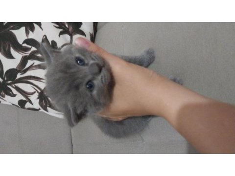 1 aylık scottish fold ve british yavrular