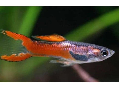 Endler lepistes