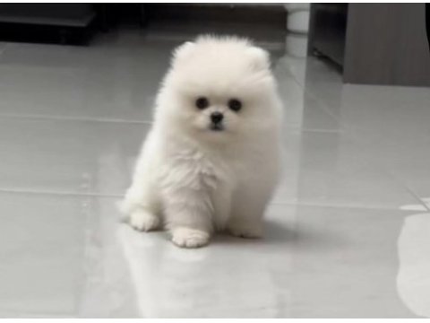 Pomeranian boo köpeği