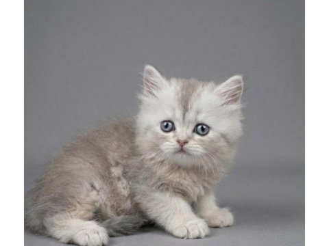 British longhair yavru kedimizi sahiplendirme