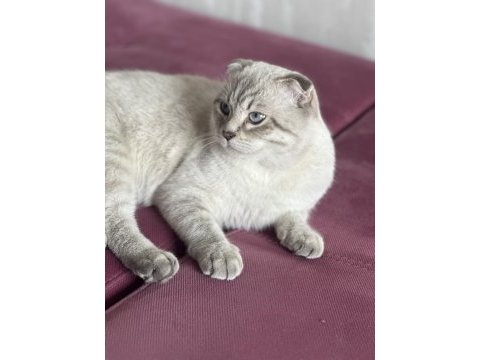 Scottish fold blue point shorthair erkek 7 aylık