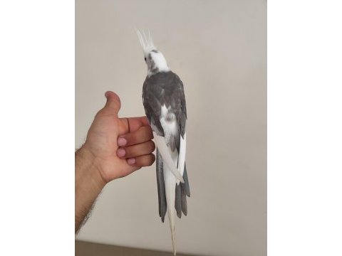 Ele kola alışık wifi sultan papağanı
