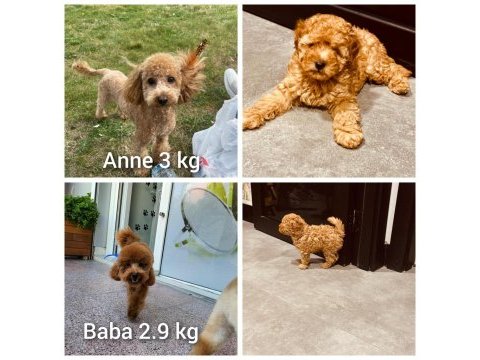 Safkan toy boyut poodle yavrumuz