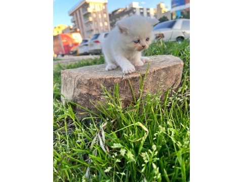 British shorthair erkek ve dişiler