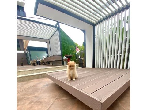 Kalite pomeranian boo dişi