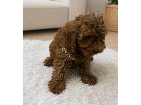 Uygun dişi koyu renk poodle