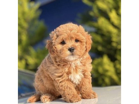 Maltipoo bebek köpekler
