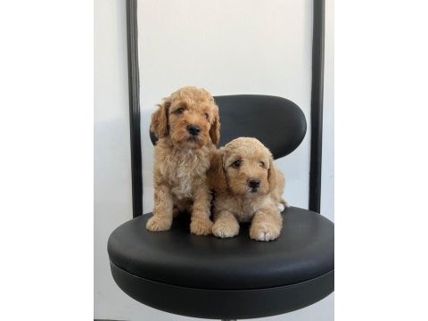 Irk garantili poodle yavrular