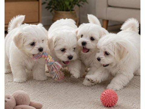Üst kalite maltese terrier yavrularımız