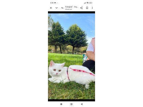 British shorthair pamuk yeni sahibini arıyor
