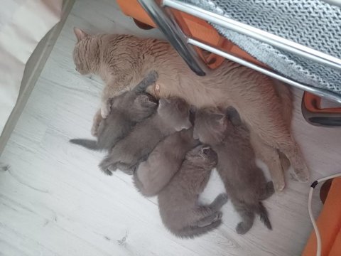 British shorthair 1.5 aylık kediler sahiplendirilecektir