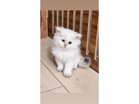Golden point ny25 dişi british longhair