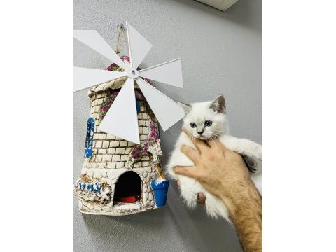 Safkan british shorthair bebekler