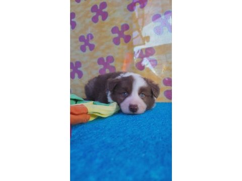 Orjinal border collie yavrularımız