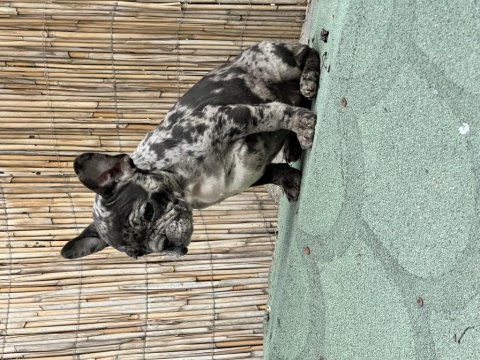 French bulldog yavrularımız sağlıklı ve özeldir
