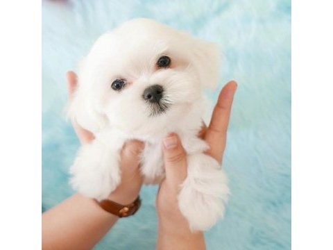 Maltese terrier yavruları 