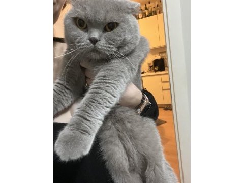 İki yaşındaki scottish fold oğlumuza ömürlük yuva arıyoruz
