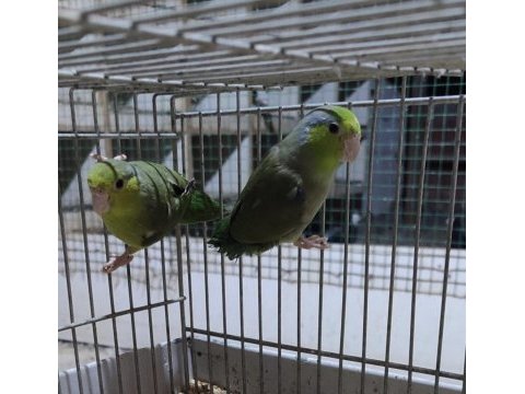 Yavru forpuslar yeni sahibini arıyor