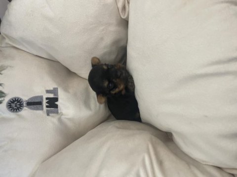Yorkshire terrier bal bebekler rezerveye açıldı