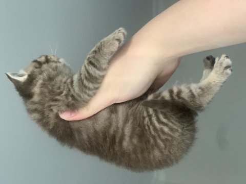Golden tabby scottish straight