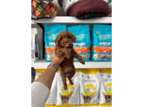 Maltipoo yavrularımız