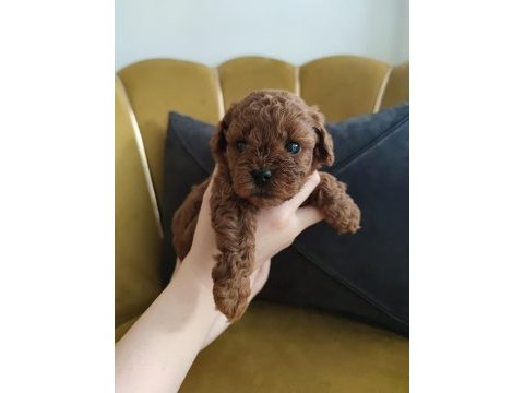 Red brown toy poodle yavrularımız yeni ailelerini arıyor