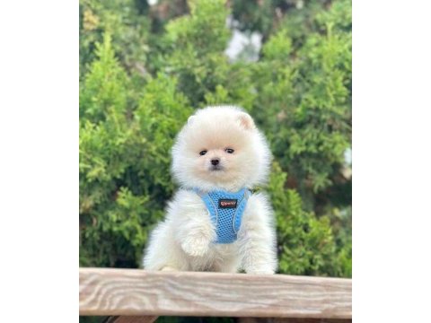 Safkan pomeranian boo bebekler