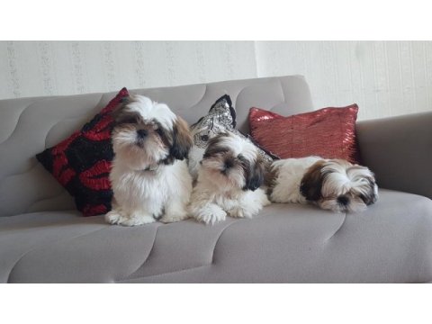 Orjinal saf kan shih tzu şitsu