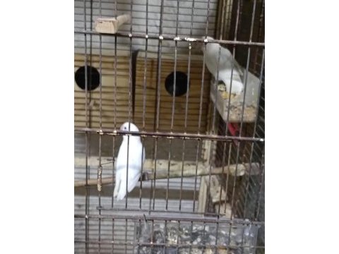 Cennet ve sevda papağanı
