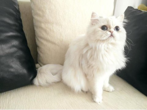 Maviş scottish straight kızımız
