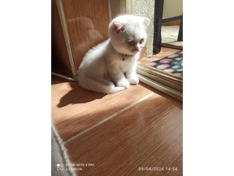 Scottish fold yumurcak yuva arıyor