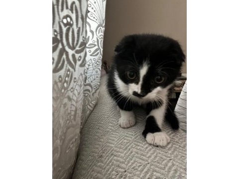 3 aylık yavru scottish fold