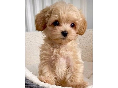 A++ kalite maltipoo bebekler