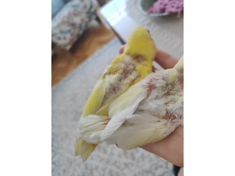 Yavru sevda papağanları