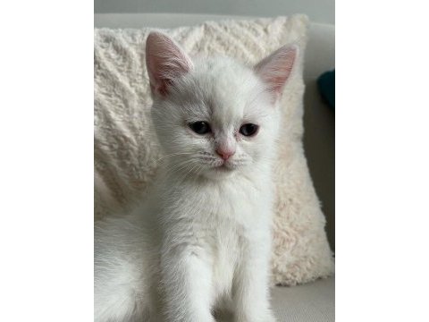 Çok tatlı british shorthair beyaz mavi gözlü