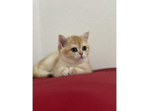 Secereli british shorthair golden yavrular