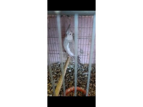 Sultan papağanı bebekler yeni sahibini bekliyor
