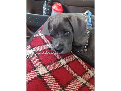 Cane corso blue 3 aylık kimlik çip çıkartıldı