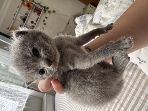 19.04.2025 doğumlu scottish fold yavrular mavi göz