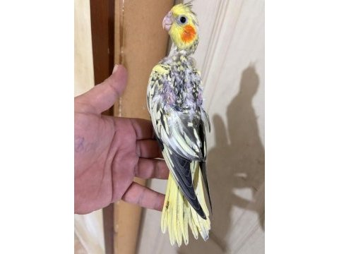 44 günlük harika sultan papağanı bebek