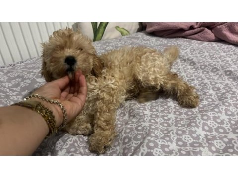 Erkek maltipoo bebeğimiz