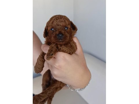 Toy poodle tea cup