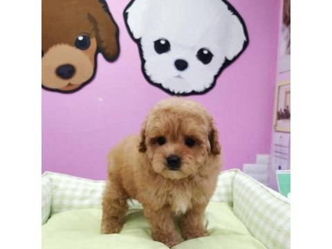 F2 maltipoo yavruları