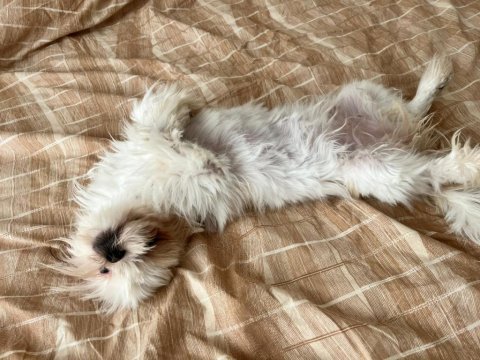 6 aylık safkan dişi shih-tzu (şitsu) yuvasını arıyor