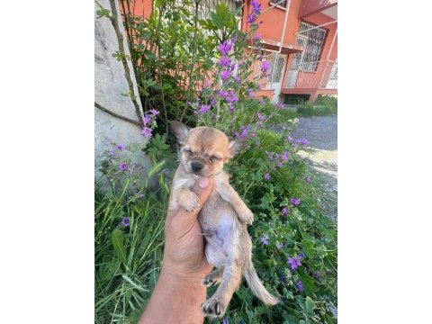 Antalya chihuahua