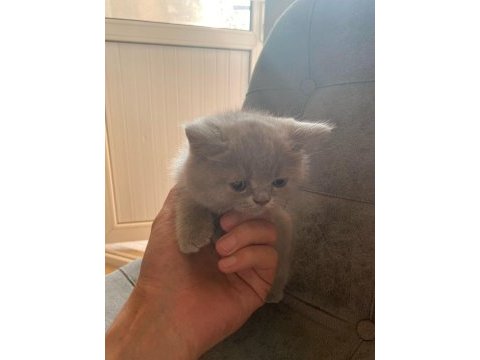 Top kafa gri scottish fold ve silver british shorthair
