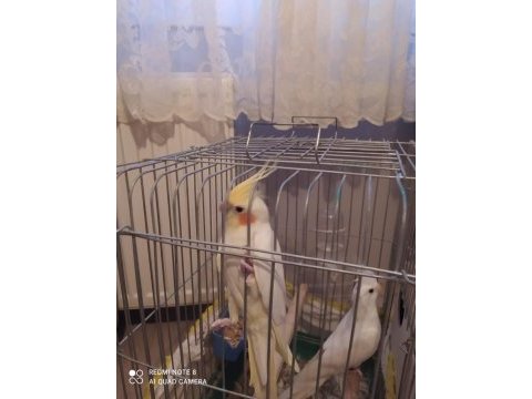 1 albino kırmızı göz bir latino kırmızı göz sultan