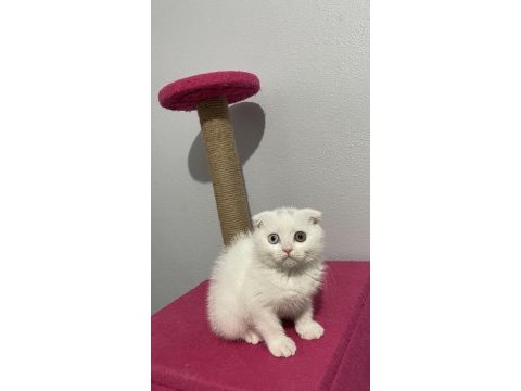 Scottish fold çift göz renkli