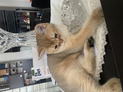 Kedimiz 1 yaşında bedava sahiplendirmek istiyoruz